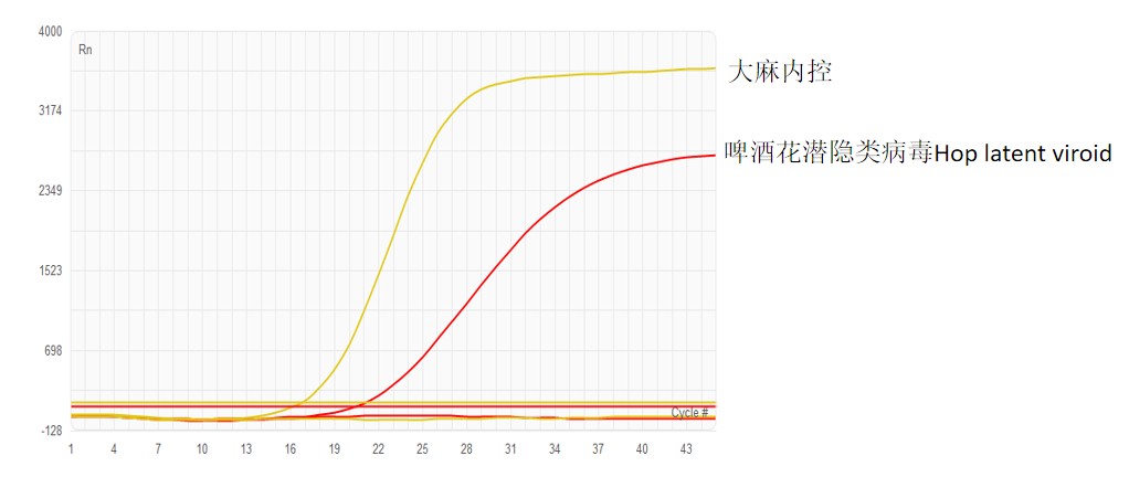 Cannabis Hop latent viroid (HLVd) test kit（qPCR）
